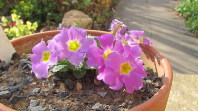 Primula J-H G. Glorie.jpg