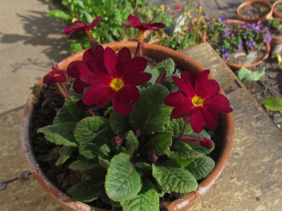 Primula J-H rot.jpg