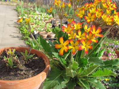 Primula Oakleaf.jpg