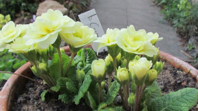 Primula Belarina evtl Cream.jpg