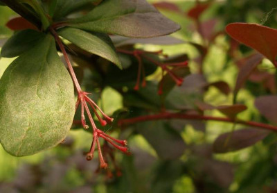 berberis_thunbergii_Atropurpurea_2007-05-21.jpg