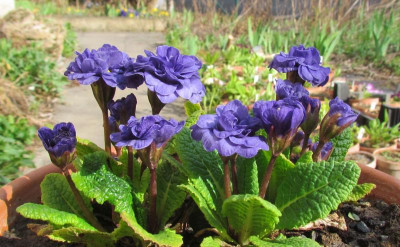 Primula Belarina Blau.jpg
