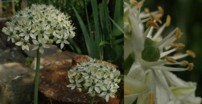 allium_nigrum_bluete-stand_2007-05-21.jpg