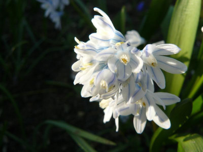 Puschkinia libanotica Kegelblume.jpg