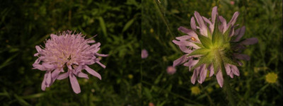 knautia_arvensis_oben-unten_2007-05-21.jpg