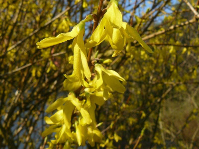 Forsytie Goldglöckchen.jpg