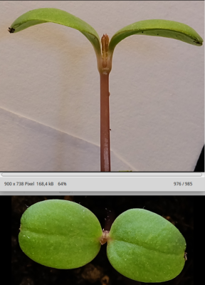 Bildschirmfoto_2019-04-02_08-47-14.png