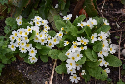 blüten april 19 004.JPG
