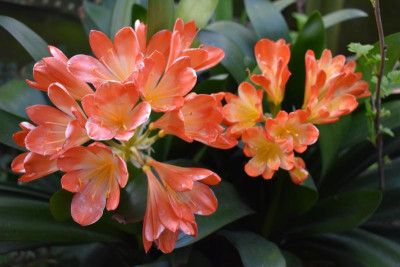blüten april 19 002.JPG