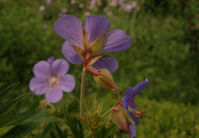 geranium_sp._eventuell_Thompsons_Blue_2007-05-21.jpg