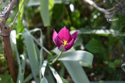 blüten april 19 014.JPG