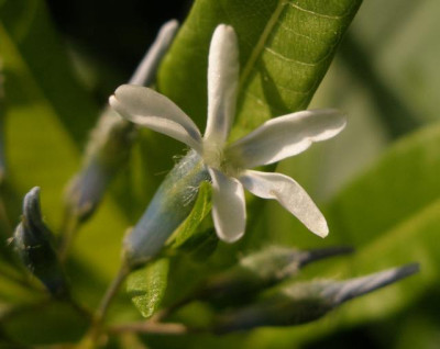 amsonia_tabernaemontana_2007-05-21.jpg