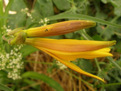 hemerocallis_middendorfii_2007-05-21.jpg