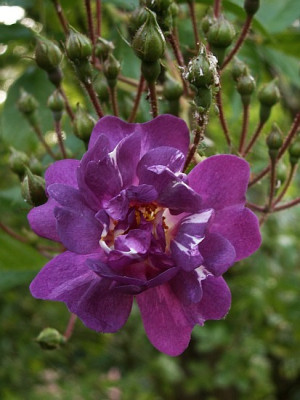 Veilchenblau-05-07.jpg