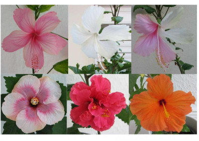 Hibiskus 1.jpg