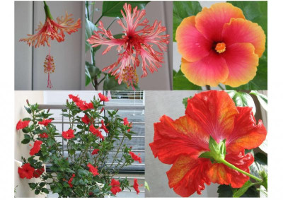 Hibiskus 2.jpg