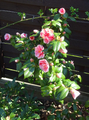 DSC06428.jpg