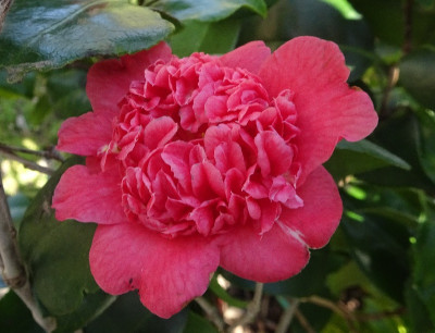 DSC06426.jpg
