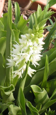 Eucomis_punctata_alba.jpg