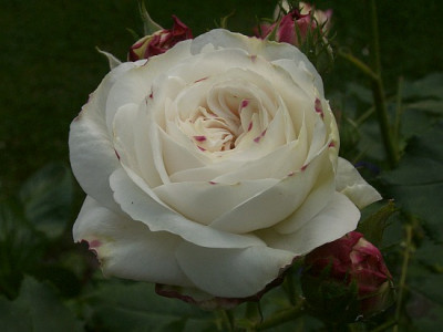Boule-de-Neige-05-07.jpg