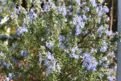 blüten april 19 017.JPG