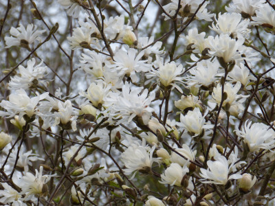 2019-04-02 Magnolia stellata 1.jpg