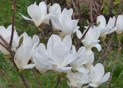 2019-04-02 Magnolia 'Double Diamond'.jpg