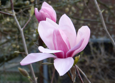 2019-04-02 Magnolia 'Westonbirt'.jpg
