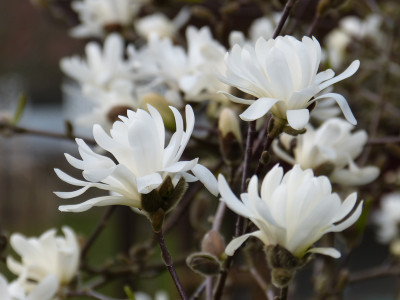 2019-04-02 Magnolia stellata 2.jpg