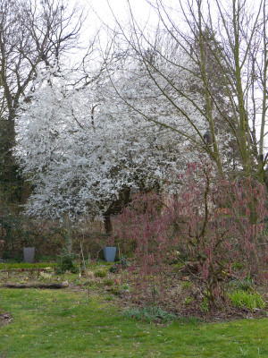 2019-04-02 Garteneinblick 3.jpg