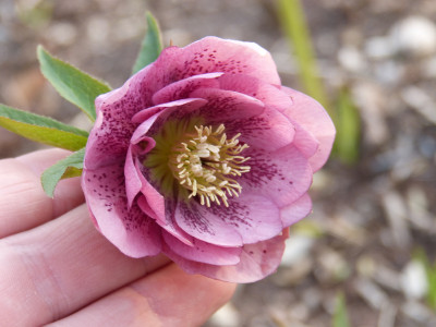 2019-04-02 Helleborus x hybridus.jpg