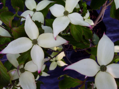 Cornus_k_Summer_Star.JPG