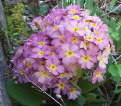 100_7621 riesengroßes Stielprimel.jpg