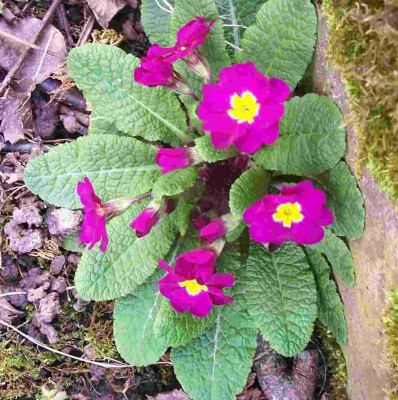 100_7606 Primel kräftigfarben.jpg