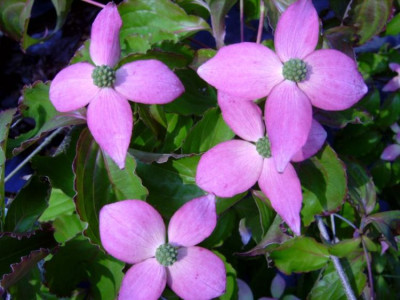 Cornus_k._Beni-Fugi.JPG