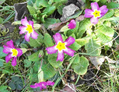 100_7603 verwaschenes Primel.jpg