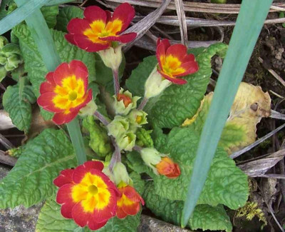 100_7604 Rotes Primel.jpg