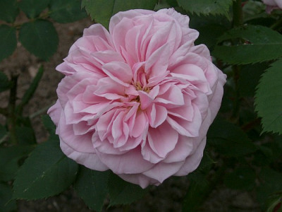 Souvenir-de-Mme-Auguste-Charles.jpg