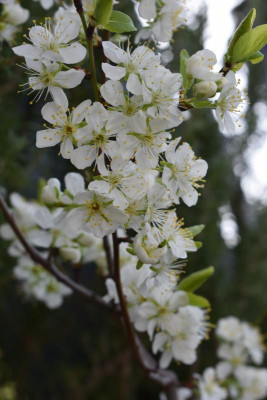 blüten april 19 005.JPG