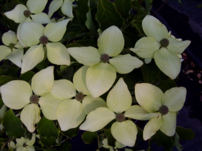 Cornus_k._Bodnant.JPG