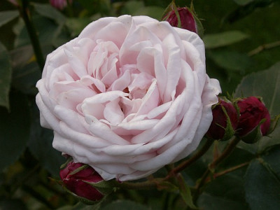 Blanche-Lafitte-05-07.jpg
