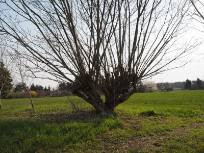 Weide 3.4.19 ue.JPG