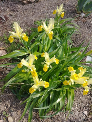 Bucharica20190401.jpg