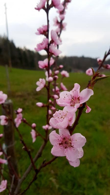 PhotoEditor_20190402_202421825.jpg