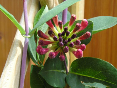 lonicera_periclymenum1.JPG