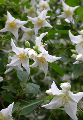 Philadelphus_unbekannte_Sorte.jpg