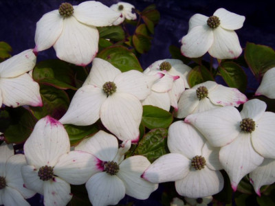 Cornus_k._Claudia.JPG