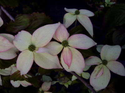 Cornus_k._Ed_Mezitt.JPG