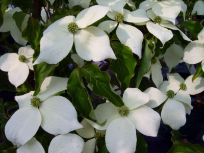 Cornus_k._National.JPG