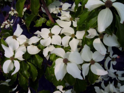 Cornus_k._Snowflow.JPG